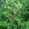 Fotografia 4 da espécie Ribes uva-crispa do Jardim Botânico UTAD