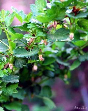 Fotografia 5 da espécie Ribes uva-crispa no Jardim Botânico UTAD