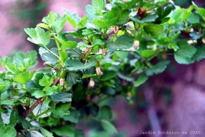 Fotografia da espécie Ribes uva-crispa