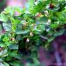 Fotografia 5 da espécie Ribes uva-crispa do Jardim Botânico UTAD