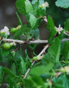 Fotografia 6 da espécie Ribes uva-crispa no Jardim Botânico UTAD