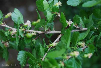 Fotografia da espécie Ribes uva-crispa