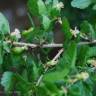 Fotografia 6 da espécie Ribes uva-crispa do Jardim Botânico UTAD