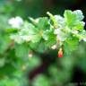 Fotografia 7 da espécie Ribes uva-crispa do Jardim Botânico UTAD