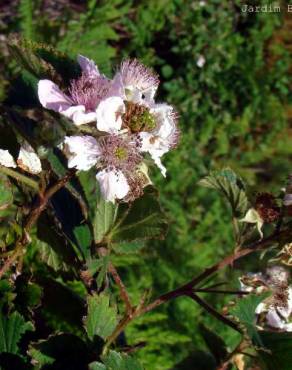 Fotografia 3 da espécie Rubus sampaioanus no Jardim Botânico UTAD