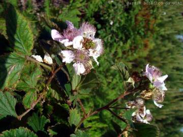 Fotografia da espécie Rubus sampaioanus