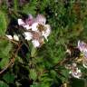 Fotografia 3 da espécie Rubus sampaioanus do Jardim Botânico UTAD