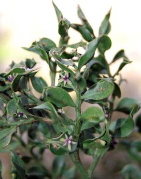 Fotografia 3 da espécie Ruscus aculeatus no Jardim Botânico UTAD