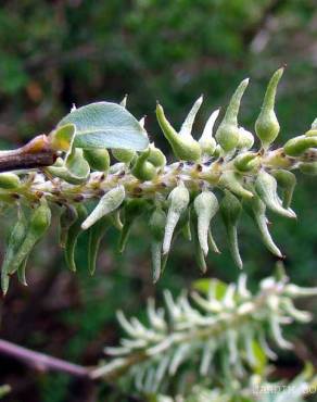 Fotografia 4 da espécie Salix atrocinerea no Jardim Botânico UTAD