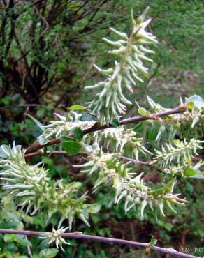 Fotografia 5 da espécie Salix atrocinerea no Jardim Botânico UTAD