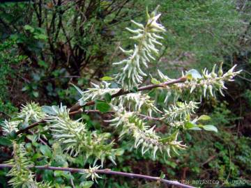 Fotografia da espécie Salix atrocinerea