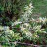 Fotografia 5 da espécie Salix atrocinerea do Jardim Botânico UTAD