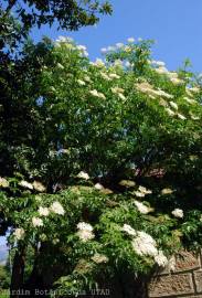 Fotografia da espécie Sambucus nigra subesp. nigra