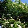 Fotografia 3 da espécie Sambucus nigra subesp. nigra do Jardim Botânico UTAD