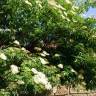 Fotografia 5 da espécie Sambucus nigra subesp. nigra do Jardim Botânico UTAD