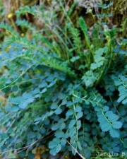 Fotografia da espécie Sanguisorba minor