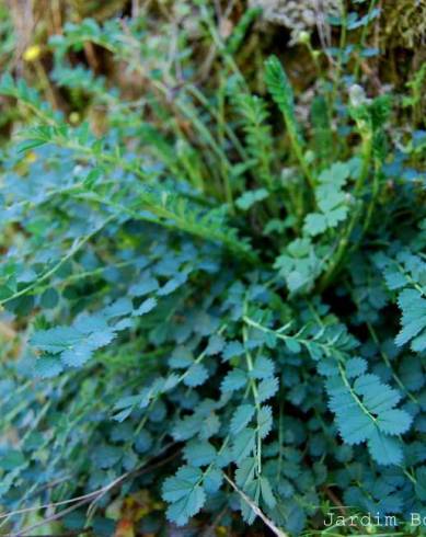 Fotografia de capa Sanguisorba minor subesp. balearica - do Jardim Botânico