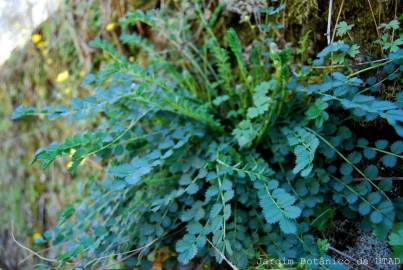 Fotografia da espécie Sanguisorba minor subesp. balearica