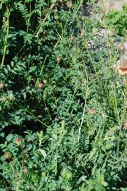 Fotografia da espécie Sanguisorba officinalis