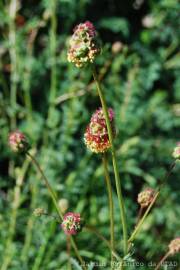 Fotografia da espécie Sanguisorba officinalis