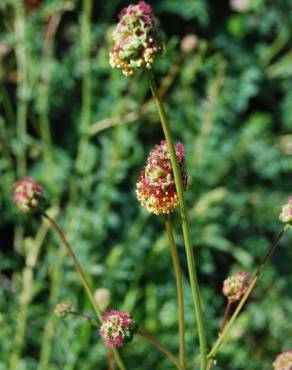 Fotografia 4 da espécie Sanguisorba officinalis no Jardim Botânico UTAD