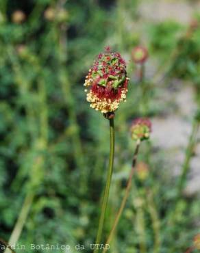 Fotografia 5 da espécie Sanguisorba officinalis no Jardim Botânico UTAD