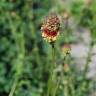 Fotografia 5 da espécie Sanguisorba officinalis do Jardim Botânico UTAD