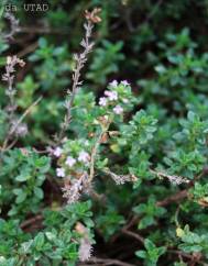 Thymus x citriodorus