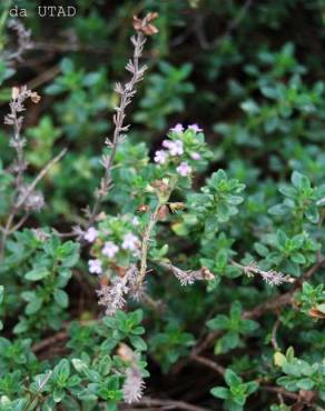 Fotografia 1 da espécie Thymus x citriodorus no Jardim Botânico UTAD