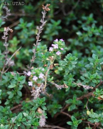 Fotografia de capa Thymus x citriodorus - do Jardim Botânico