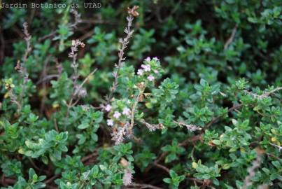 Fotografia da espécie Thymus x citriodorus