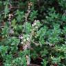 Fotografia 1 da espécie Thymus x citriodorus do Jardim Botânico UTAD