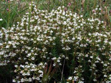 Fotografia da espécie Thymus zygis subesp. zygis