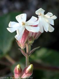 Fotografia da espécie Silene latifolia