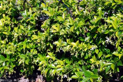 Fotografia da espécie Trachelospermum jasminoides