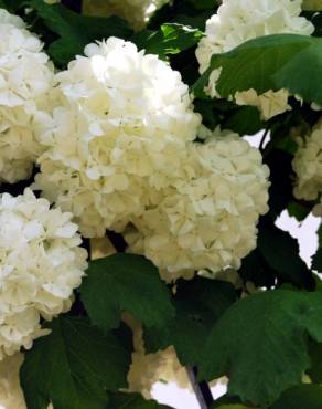 Fotografia 3 da espécie Viburnum opulus no Jardim Botânico UTAD