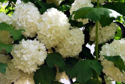 Fotografia da espécie Viburnum opulus