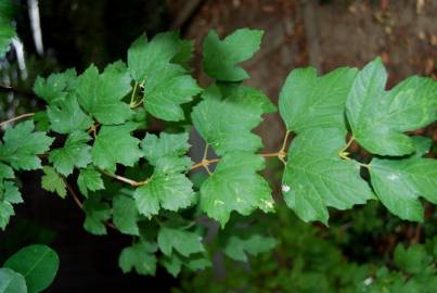 Fotografia da espécie Viburnum opulus