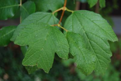 Fotografia da espécie Viburnum opulus