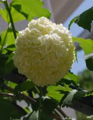 Viburnum opulus