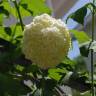 Fotografia 1 da espécie Viburnum opulus do Jardim Botânico UTAD