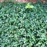 Fotografia 3 da espécie Vinca minor do Jardim Botânico UTAD