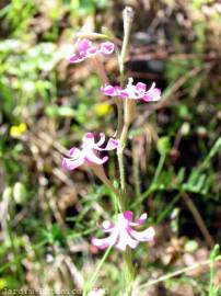 Fotografia da espécie Silene scabriflora subesp. scabriflora