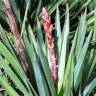 Fotografia 2 da espécie Yucca gloriosa do Jardim Botânico UTAD