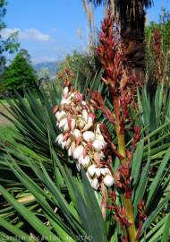 Fotografia da espécie Yucca gloriosa