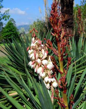 Fotografia 3 da espécie Yucca gloriosa no Jardim Botânico UTAD