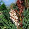 Fotografia 3 da espécie Yucca gloriosa do Jardim Botânico UTAD