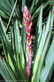 Fotografia da espécie Yucca gloriosa