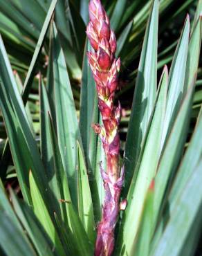 Fotografia 4 da espécie Yucca gloriosa no Jardim Botânico UTAD