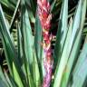 Fotografia 4 da espécie Yucca gloriosa do Jardim Botânico UTAD